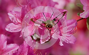 Clearwing Moth Hovers Among Pink Flower Blossoms