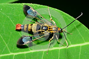 Clearwing Wasp Mimic Moth photo