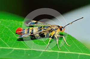Clearwing Wasp Mimic Moth