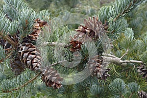 Cleary japanese white pine cones