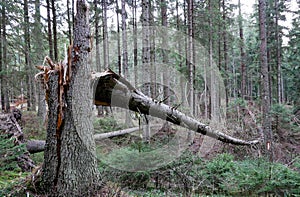 Cleaved, broken huge pine tree in the dense forest
