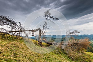 Cleaved, broken pine tree on the top of the mountain