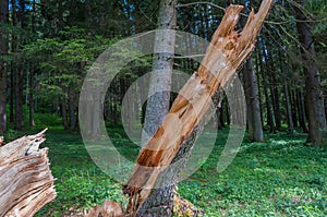 Cleaved, fallen pine tree in the forest