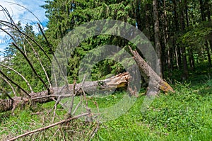 Cleaved, fallen pine tree in the forest