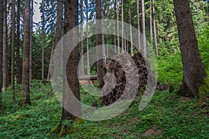 Cleaved, fallen pine tree in the forest