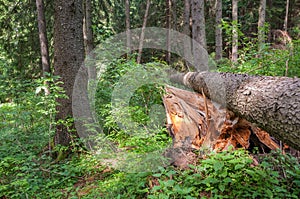 Cleaved, fallen pine tree in the forest