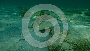 Cleaver wrasse or pearly razorfish Xyrichtys novacula undersea, Aegean Sea