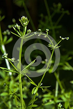 The Cleavers Galium aparine