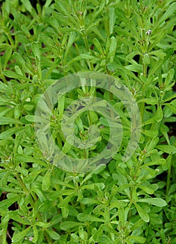 The Cleavers Galium aparine