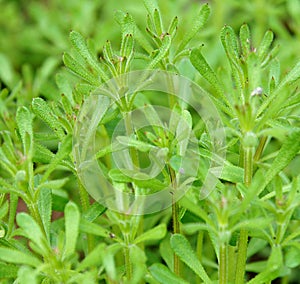 The Cleavers Galium aparine