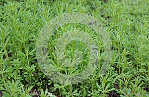 The Cleavers Galium aparine