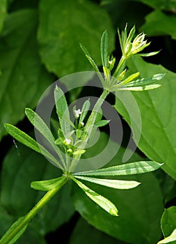 The Cleavers Galium aparine