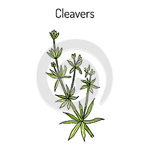 Cleavers Galium aparine , or goosegrass, catchweed, stickyweed, medicinal herb