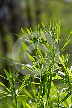 The Cleavers Galium aparine have been used in the traditional medicine for treatment of disorders of the diuretic, lymph systems