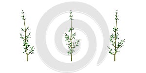 Cleavers Galium aparine - used in traditional medicine to treat diseases of the diuretic and lymphatic systems