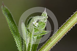 Cleavers or Goosegrass