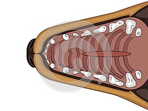 Cleft lip, cleft palate and wolf palate there is a dog. the upper jaw of a labrador anatomy. Raster veterinary medicine