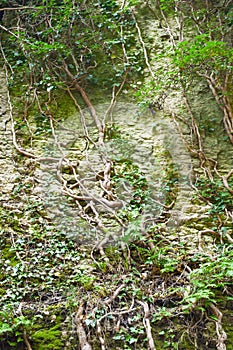 Cleft in the rock and tree roots.