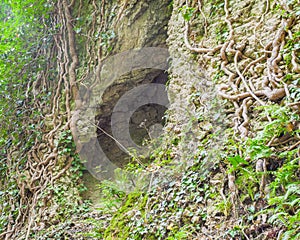 Cleft in the rock and tree roots.