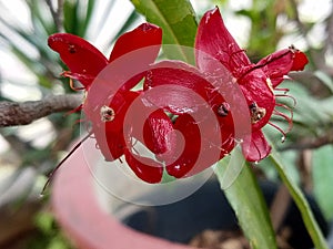 Cleistanthus collinus Thus & x27;Madara& x27; flower or Wahyu tumurun photo