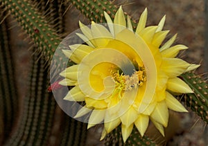 Cleistocactus Borzicactus icosagonus