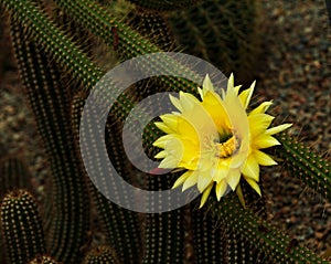 Cleistocactus Borzicactus icosagonus