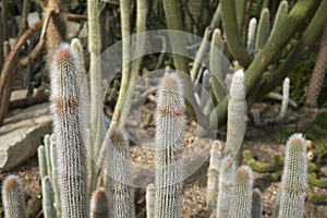 Cleistocactus, cactus plant