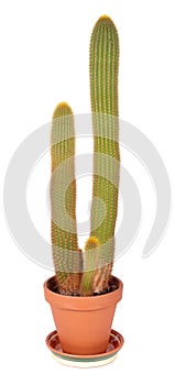 Cleistocactus flavispinus