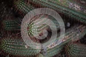 The Cleistocactus hyalacanthus cactus