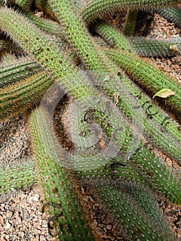 Cleistocactus inside botanical park