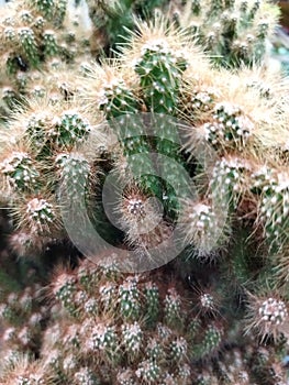 Cleistocactus plant - kaktus hias