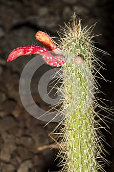 Cleistocactus smaragdiflorus in flower