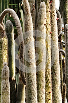 Cleistocactus Strausii cactus plant in the garden photo