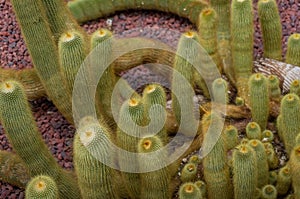 Cleistocactus strausii, commonly known as the silver torch or wooly torch photo