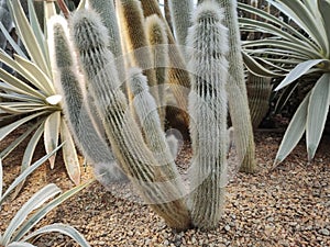 Cleistocactus strausii, commonly known as wooly torch photo