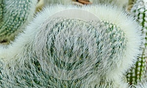 Cleistocactus strausii, crested form of cactus in the collection, close-up photo