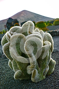 Cleistocactus strausii forma cristata succulent plant photo