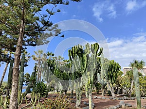 Cleistocactus Strausii: Silver Torch Cactus, a Marvel of Nature on Tenerife\'s Slopes photo