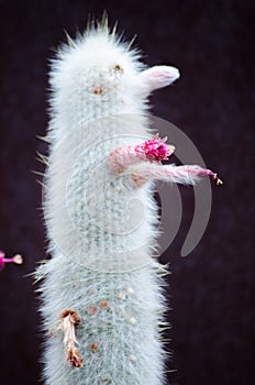 Cleistocactus strausii silver torch or wooly torch with the beautiful pink flower in tropical botanic garden. photo