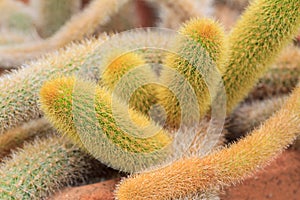 Cleistocactus winteri Cactus