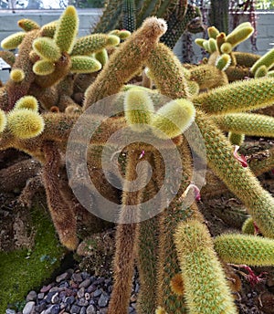 A Cleistocactus winteri Cactus plant of the Cactacea Family at the St Andrews Botanic Gardens in Fife,.