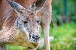 Cleland Wildlife Park Australia