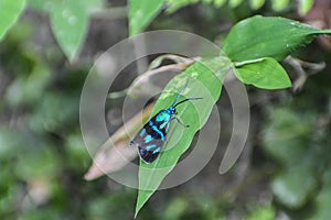 Clelea formosana moth