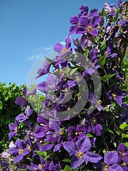 Clematis