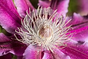 Clematis