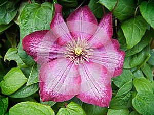 Clematis