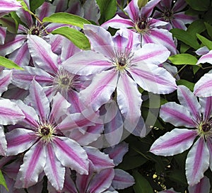 Clematis