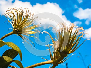 Clematis against a background of blue sky and white clouds