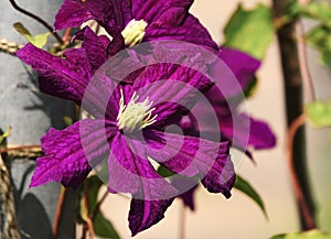 Clematis Aotearoa a garden climber.