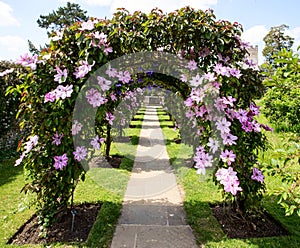 Clematis archway